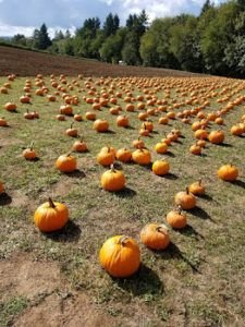 Find your local pumpkin patch!